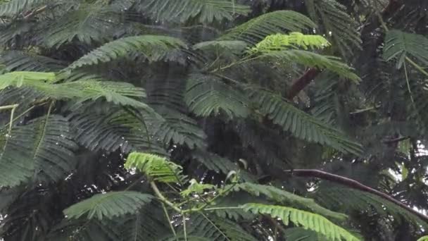 Close Branches Leaves Trees Moving Strong Wind Cyclone Water Falling — Stock Video