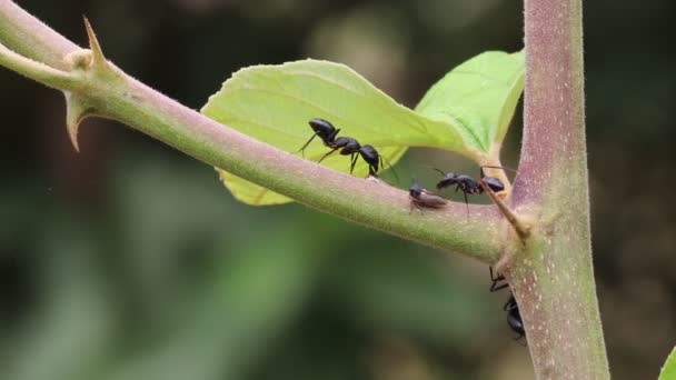 Κοντινό Πλάνο Δύο Μεγάλα Μαύρα Μυρμήγκια Φιλιούνται Δύο Μεγάλα Μαύρα — Αρχείο Βίντεο