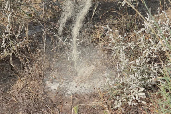 Karıncalara Yiyecek Bir Parça Tahıl Vermeye Yakın Çekim — Stok fotoğraf