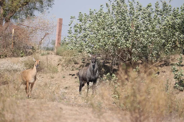 Erkek Nilgai ve dişi Nilgai 'nin yakın çekimi. Ormanda yan yana durup kameraya bakıyorlar.
