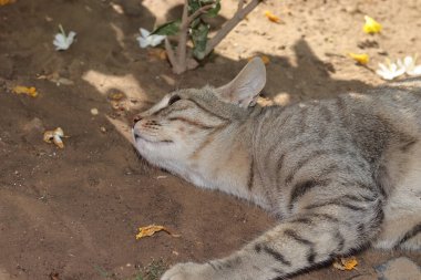 Yerde uyuyan evcil bir tekir kedinin yakın çekimi.