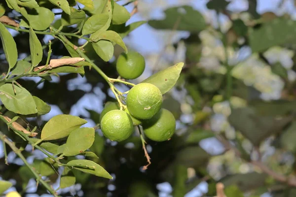 Close Grupo Laranjas Naturais Verdes Frescas Orgânicas Penduradas Galho Árvore — Fotografia de Stock