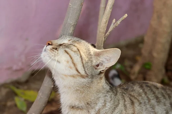 Zbliżenie Pet Tabby Kot Tarcie Jego Głowa Drzewo — Zdjęcie stockowe