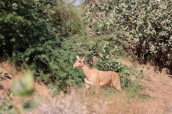 Gros Plan Une Femelle Nilgai Courant Vite Dans Forêt — Photo