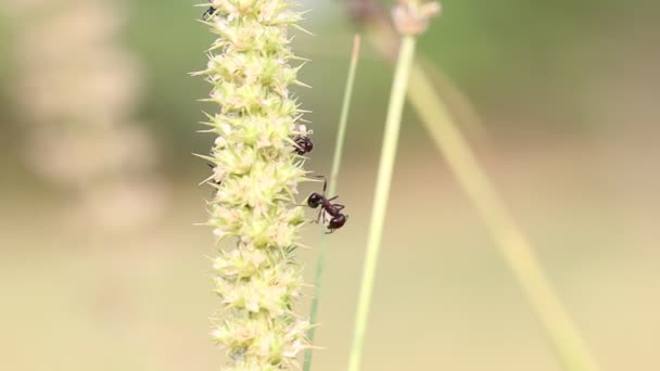 Primer Plano Gran Grupo Hormigas Sacando Semillas Maduras Malas Hierbas — Vídeos de Stock