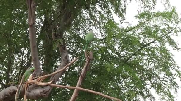 Großaufnahme Von Zwei Grünen Papageienmännchen Die Auf Einem Wald Stehenden — Stockvideo