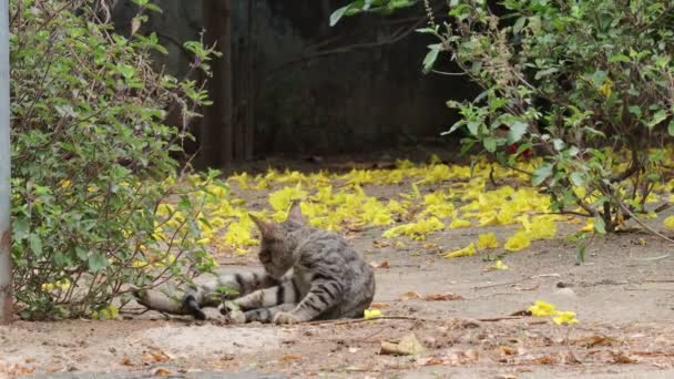 Pisică Tabby Sex Feminin Care Stă Întinsă Pământ Își Linge — Videoclip de stoc