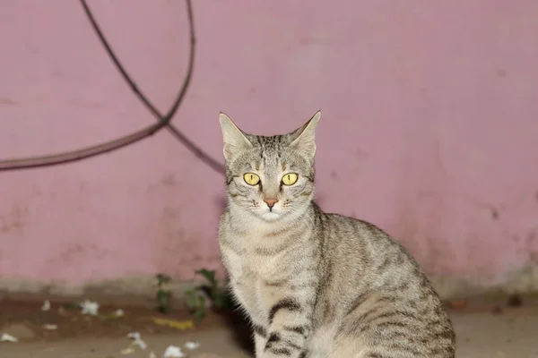 Close Hewan Peliharaan Kucing Abu Abu Tabby Duduk Luar Halaman — Stok Foto