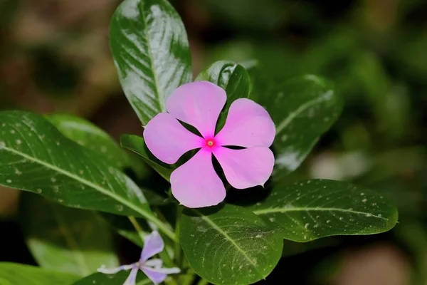 Close ของสวยงาม Evergreen เหล ดอกไม ขาว ดอกไม ในสวน ภาพสต็อก