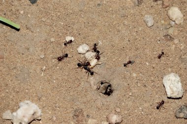 Karıncaların yakın çekimi tarlada yatan buğday tanelerini taşımaya çalışır. Çalışan karıncalar, karınca takım çalışması, doğa