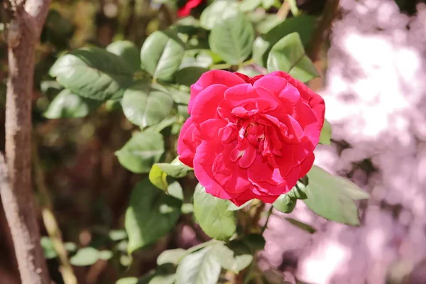 庭の香りを嗅ぐ新鮮なネイティブピンク色の香りのバラのクローズアップ — ストック写真
