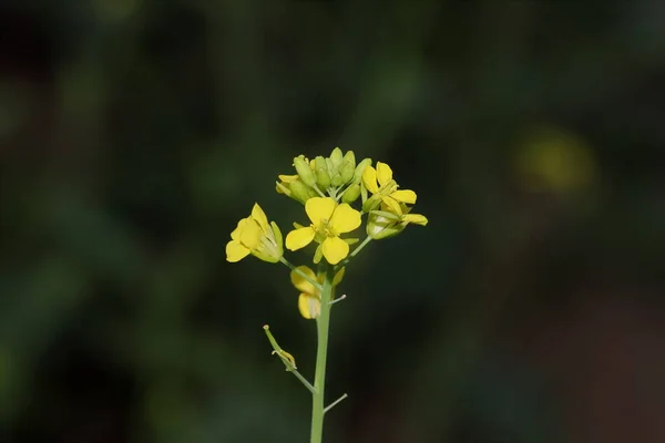 Nahaufnahme Einer Satt Riechenden Hybrid Senfpflanze Mit Frischen Rein Gelben — Stockfoto