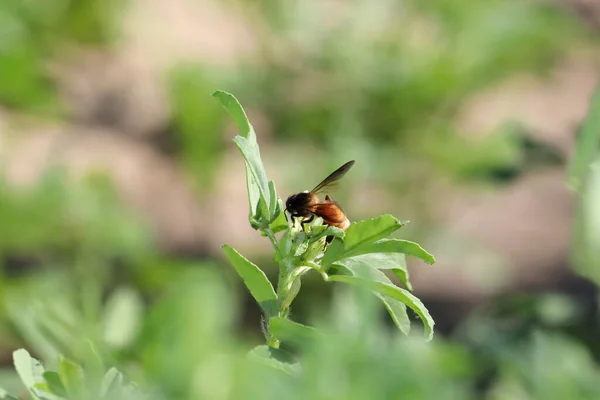 Primer Plano Una Abeja Recoge Miel Pura Natural Cera Abeja — Foto de Stock