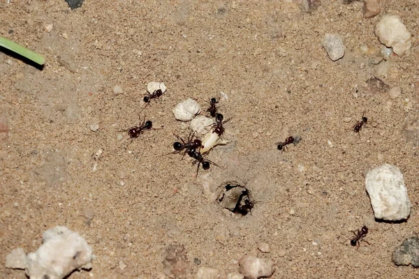 Close Ants Try Carry Grain Wheat Lying Field Ants Working — Stok Foto