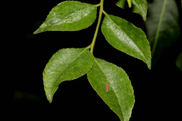 Nahaufnahme Von Green Fresh Organic Sweet Neem Leaves Auf Schwarzem — Stockfoto