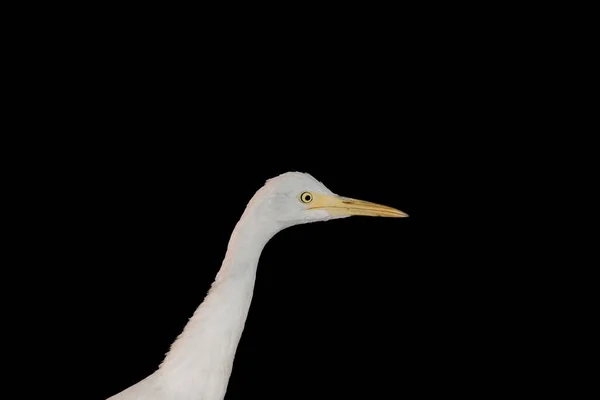 白色鲱鱼脖子的近照 背景为低调或黑色 有很大的白鹭 — 图库照片