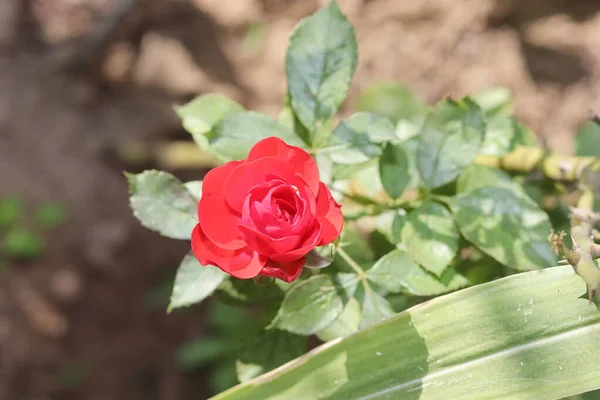 Primer Plano Rosas Rosadas Aromáticas Orgánicas Nativas Que Huelen Jardín — Foto de Stock