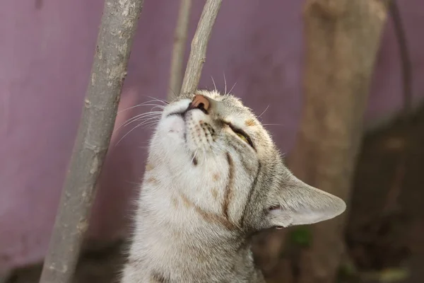 Großaufnahme Einer Wilden Tabby Katze Die Der Luft Den Geruch — Stockfoto
