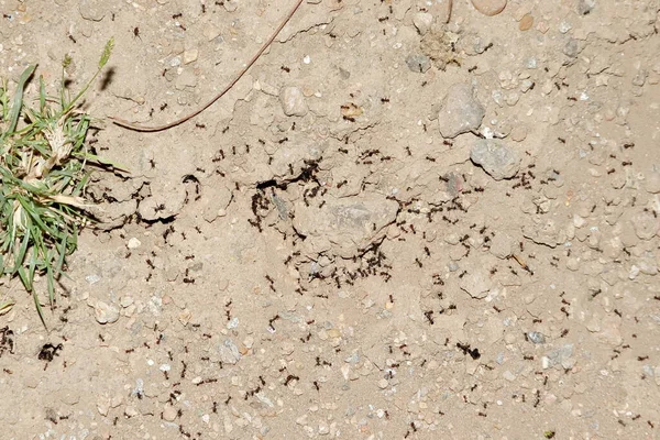 午前中にアリやアリのコロニーの周りで働く何千ものアリのグループのクローズアップ — ストック写真