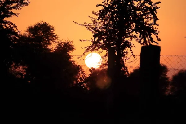 夕阳西下的近景 阳光灿烂 隐藏在田野周围铁丝围成的篱笆和茂密的森林轮廓树后面 — 图库照片