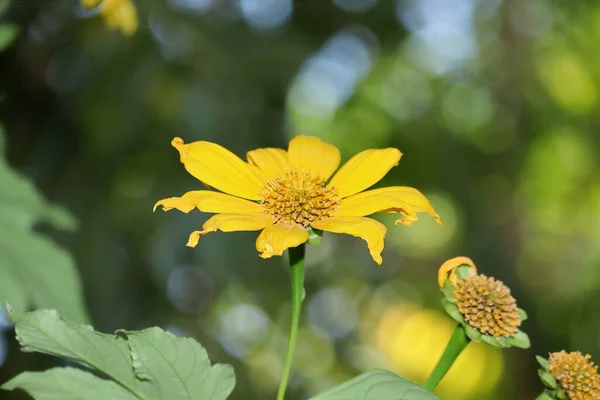 Primer Plano Flor Amarilla Girasol Salvaje Floreciendo Jardín Con Fondo — Foto de Stock