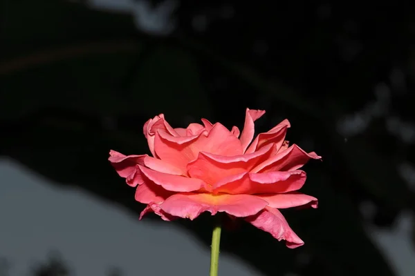 Primer Plano Rosa Flor Híbrido Orgánico Especies Mejoradas Rosa Planta — Foto de Stock