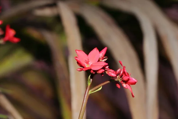 Close Flores Vermelhas Florescendo Jardim — Fotografia de Stock