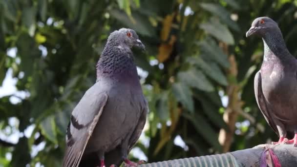 一只雄性鸽子在一只雌性鸽子面前跳舞 — 图库视频影像