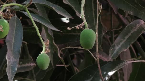 Close Native Thailand Famous Hybrid Raw Green Mango Fruit Growing — Stock Video