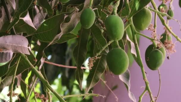 Close Van Groeiende Thailand Mango Fruit Gunstig Grote Clusters — Stockvideo