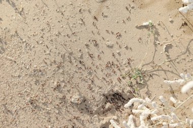 Karınca kolonisi ya da karınca tepesi yakınlarında yürüyen binlerce küçük karıncadan oluşan tehlikeli bir gruba yakın çekim. Karınca doğası, karınca alışkanlığı, karınca takım çalışması kavramı