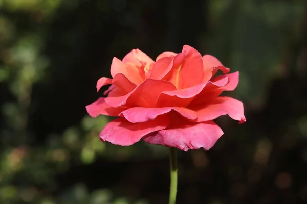 大規模なピンク色の花のクローズアップ自然を背景にバラの植物に成長する新鮮な有機タイのハイブリッド品種 — ストック写真