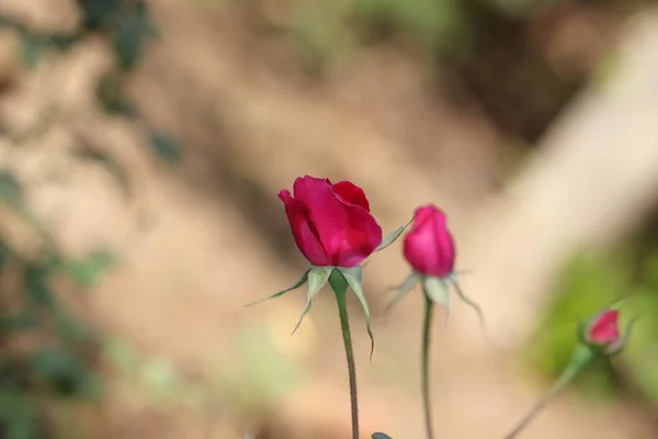 Close Uma Variedade Híbrida Tailandesa Orgânica Fresca Rosa Vermelha Nativa — Fotografia de Stock