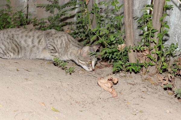 Close Gato Estimação Cinza Tabby Experimenta Cheiro Alimentos Ratos Sob — Fotografia de Stock