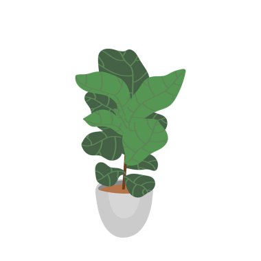 Keman yaprağı inciri. Esrar bitkisi. Beyaz arka planda izole edilmiş bir bitki. Elle çizilmiş düz vektör illüstrasyonu