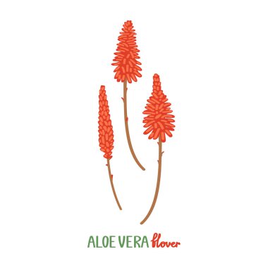 Aloe vera çiçekleri beyaz arka planda izole edilmiş. Bir buket nadir çiçek. El yazması çizim tarzında vektör illüstrasyonu.