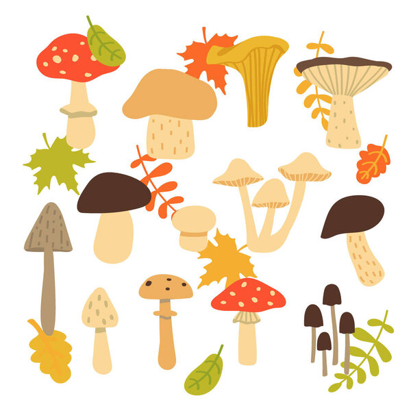 Forest mushroom collection. Set of items isolated on white background. Cartoon. Vector illustration.