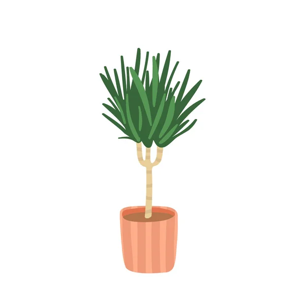 Árvore Dragão Planta Erva Houseplant Isolado Fundo Branco Ilustração Vetorial —  Vetores de Stock