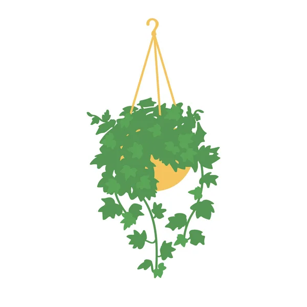 Ivy Inglesa Planta Marihuana Planta Doméstica Aislada Sobre Fondo Blanco — Vector de stock
