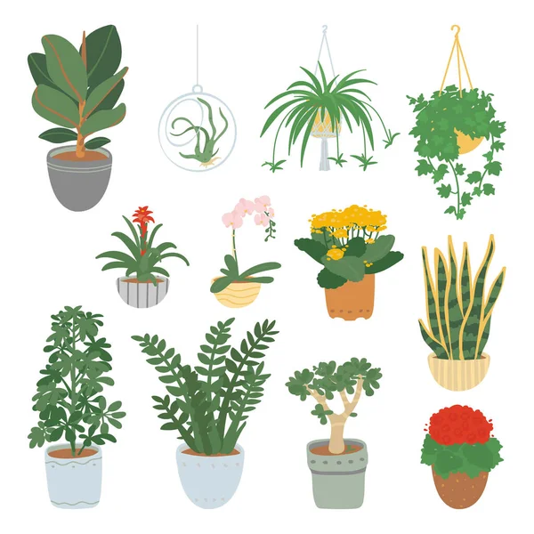 Houseplants Kolekce Izolované Bílém Pozadí Domácí Zahrada Vektorová Ilustrace Ručně — Stockový vektor