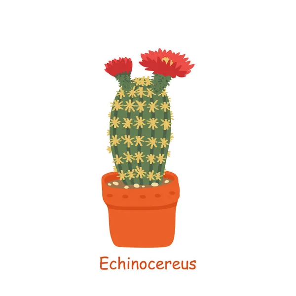 Echinocereus Απομονώθηκε Λευκό Φόντο Χαριτωμένος Κάκτος Εικονογράφηση Διάνυσμα Στυλ Κινουμένων — Διανυσματικό Αρχείο