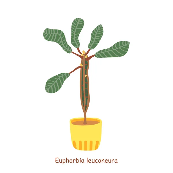 Euphorbia Leuconeura Выделена Белом Фоне Милый Кактус Векторная Иллюстрация Стиле — стоковый вектор