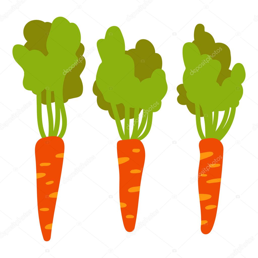 Collection of carrots in the style of flat design isolated on white background. Vector illustration