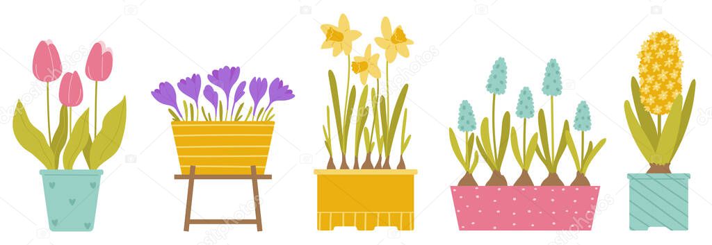 Set of spring potted flowers. Tulips, crocuses, daffodil, muscari, hyacinth. Plants isolated on white background. Vector illustration in flat style