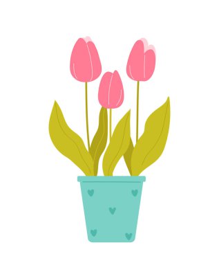 Tencerede pembe laleler. Beyaz arka planda izole edilmiş güzel bahar çiçekleri. Düz biçimli vektör illüstrasyonu