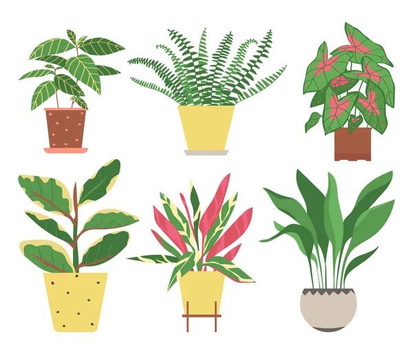 Set Van Huisplanten Geïsoleerd Een Witte Achtergrond Verzameling Van Binnenplanten — Stockvector