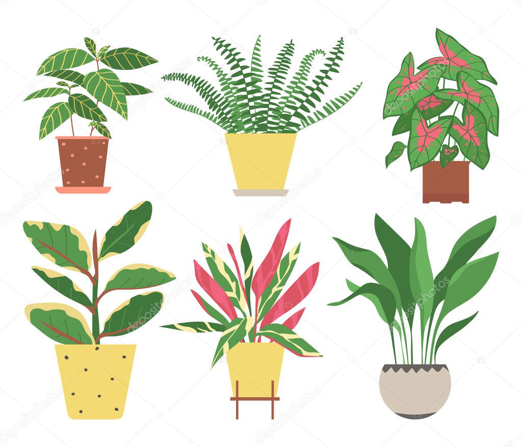 Set of home plants isolated on a white background. Collection of indoor plants in pots. Home decor. Vector illustration in flat style