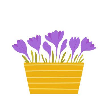 Tencerede Violet Crocus çiçekleri. Beyaz arka planda izole edilmiş güzel bahar çiçekleri. Düz biçimli vektör illüstrasyonu.