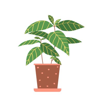 Ev bitkisi Sanchezia düz bir şekilde. Modern, zarif ev dekorasyonu. Vektör illüstrasyonu beyaz arkaplanda izole edildi