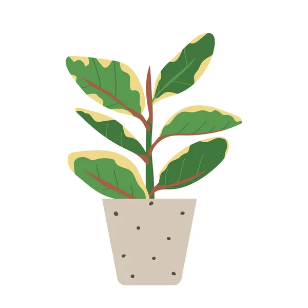Domácí Rostlina Ficus Plochém Stylu Moderní Elegantní Domácí Výzdoba Vektorové — Stockový vektor